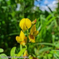 Crotalaria retusa L.